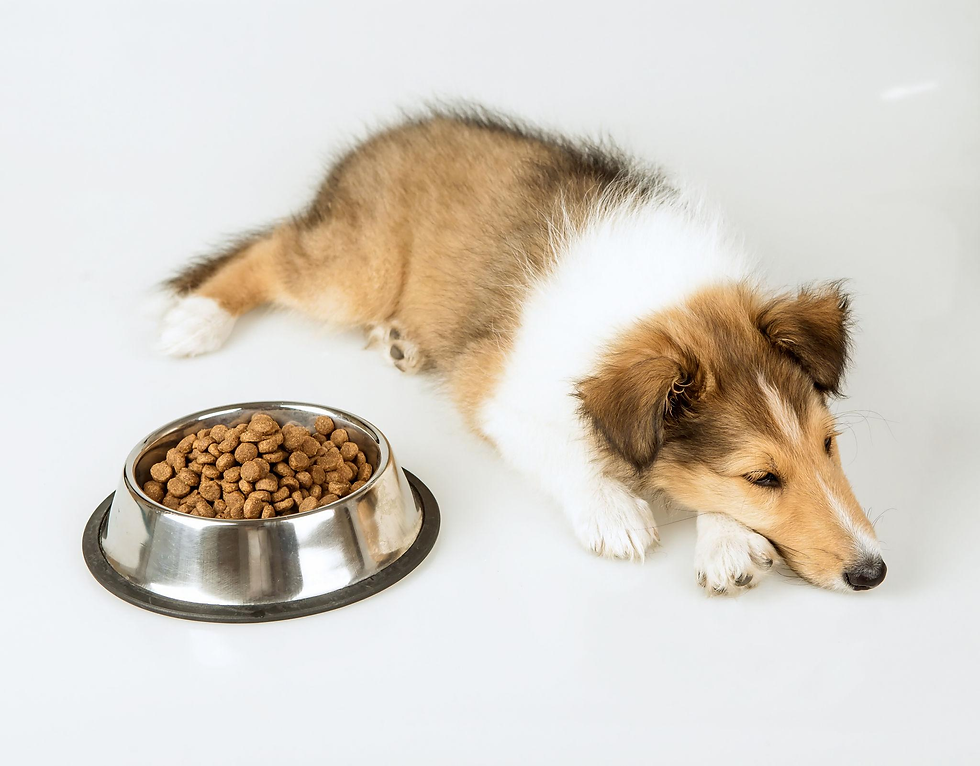 Cachorro deitado ao lado de um pote cheio de ração sem comer, representando falta de apetite em pets.
