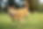 Cachorro marrom alerta correndo em gramado, com árvores ao fundo desfocadas. Língua de fora, expressão alegre, clima ensolarado.