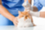 Médico aplica vacina em gato