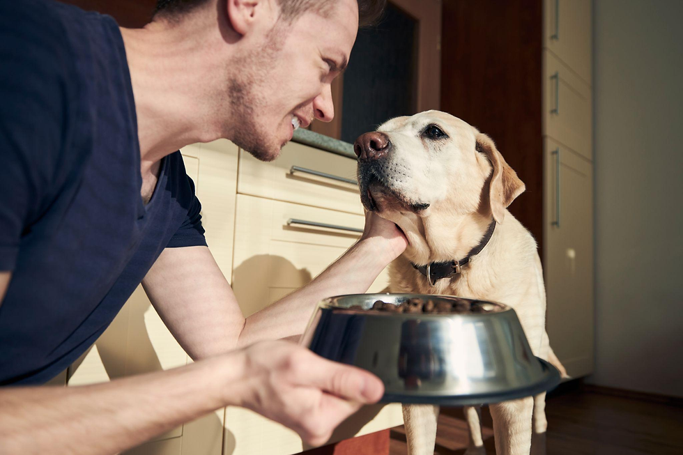 Homem sorrindo segura uma tigela de ração enquanto acaricia um labrador em uma cozinha iluminada. Cenário alegre com armários claros.