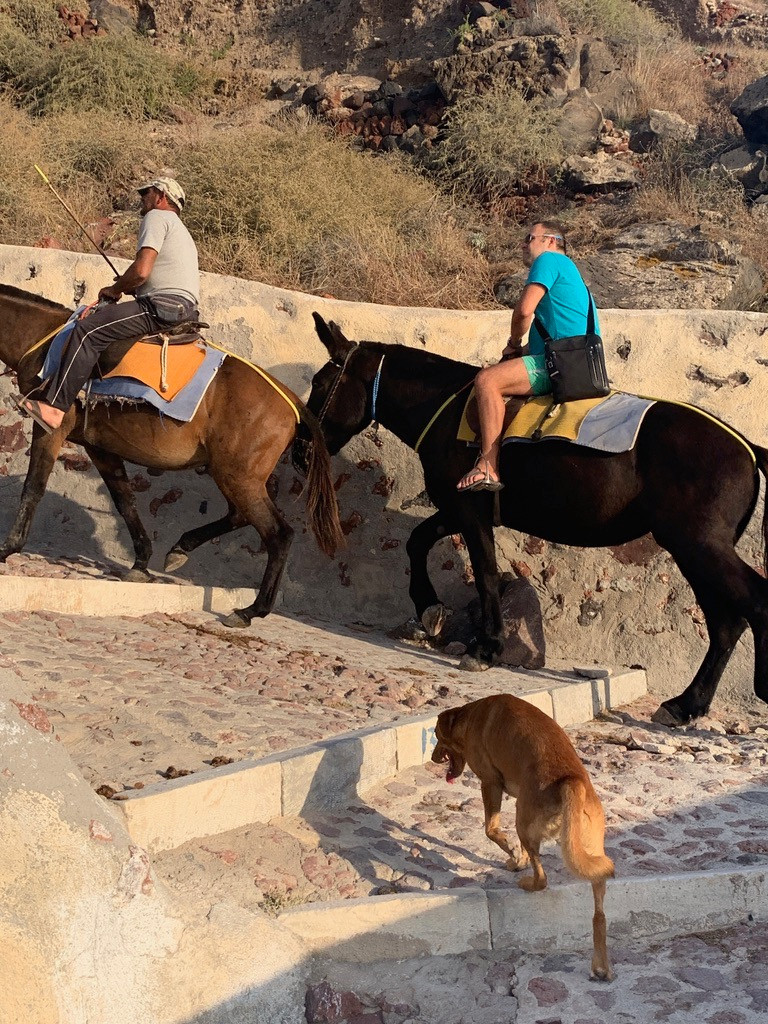 Donkey Taxis up the stairs by Ammoudi Bay in Oia Santorini Greece