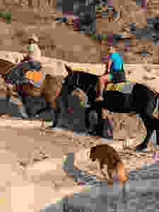 Donkey Taxis up the stairs by Ammoudi Bay in Oia Santorini Greece