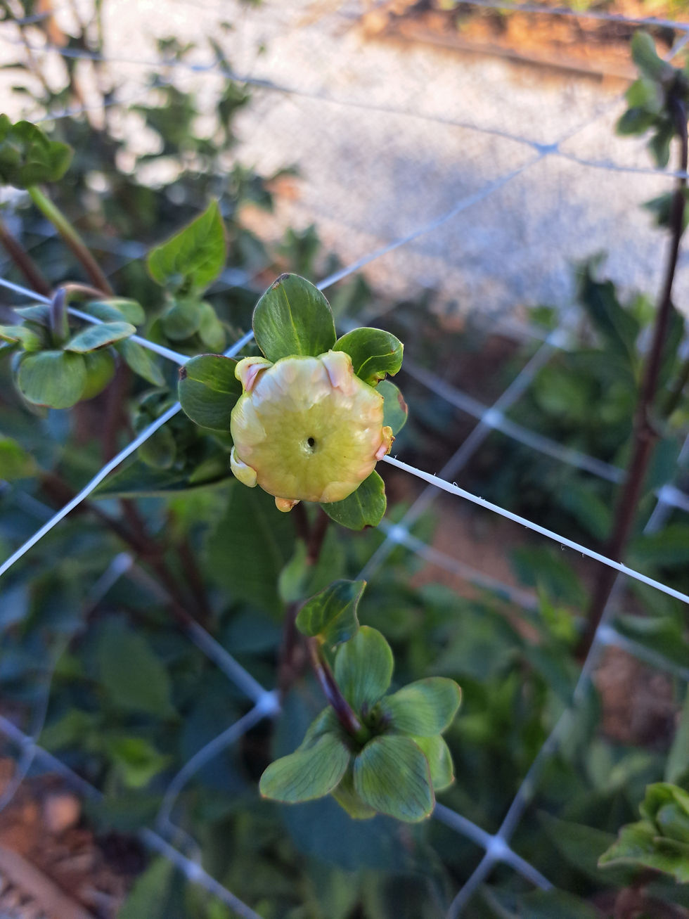 Thumbnail: Horizontal Netting