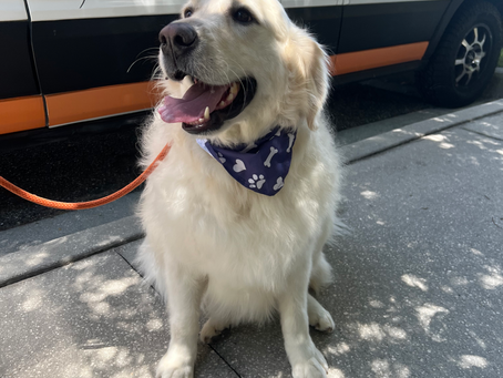 Mobile Dog Grooming in Lake Nona, FL