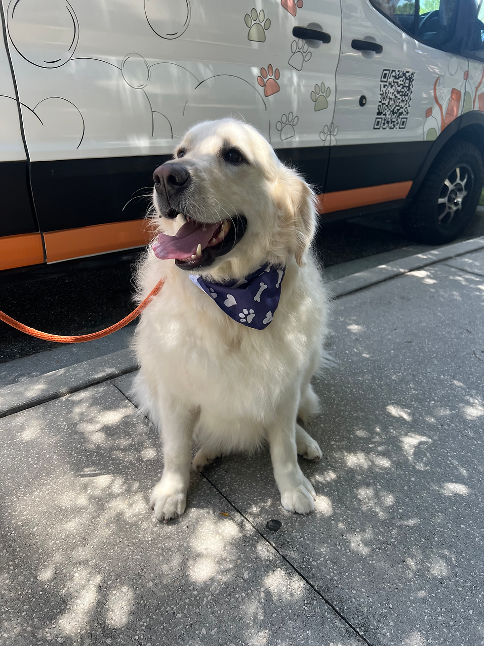 Mobile Dog Grooming in Lake Nona, FL