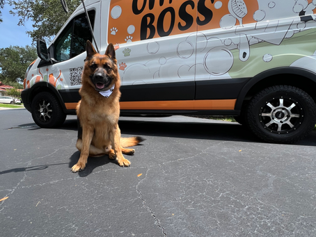 Mobile Dog Grooming in Winter Garden, FL