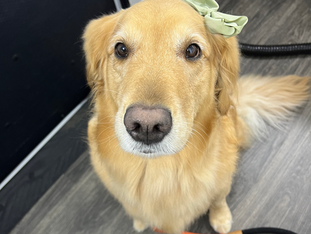 Mobile Grooming for Senior Dogs in Orlando