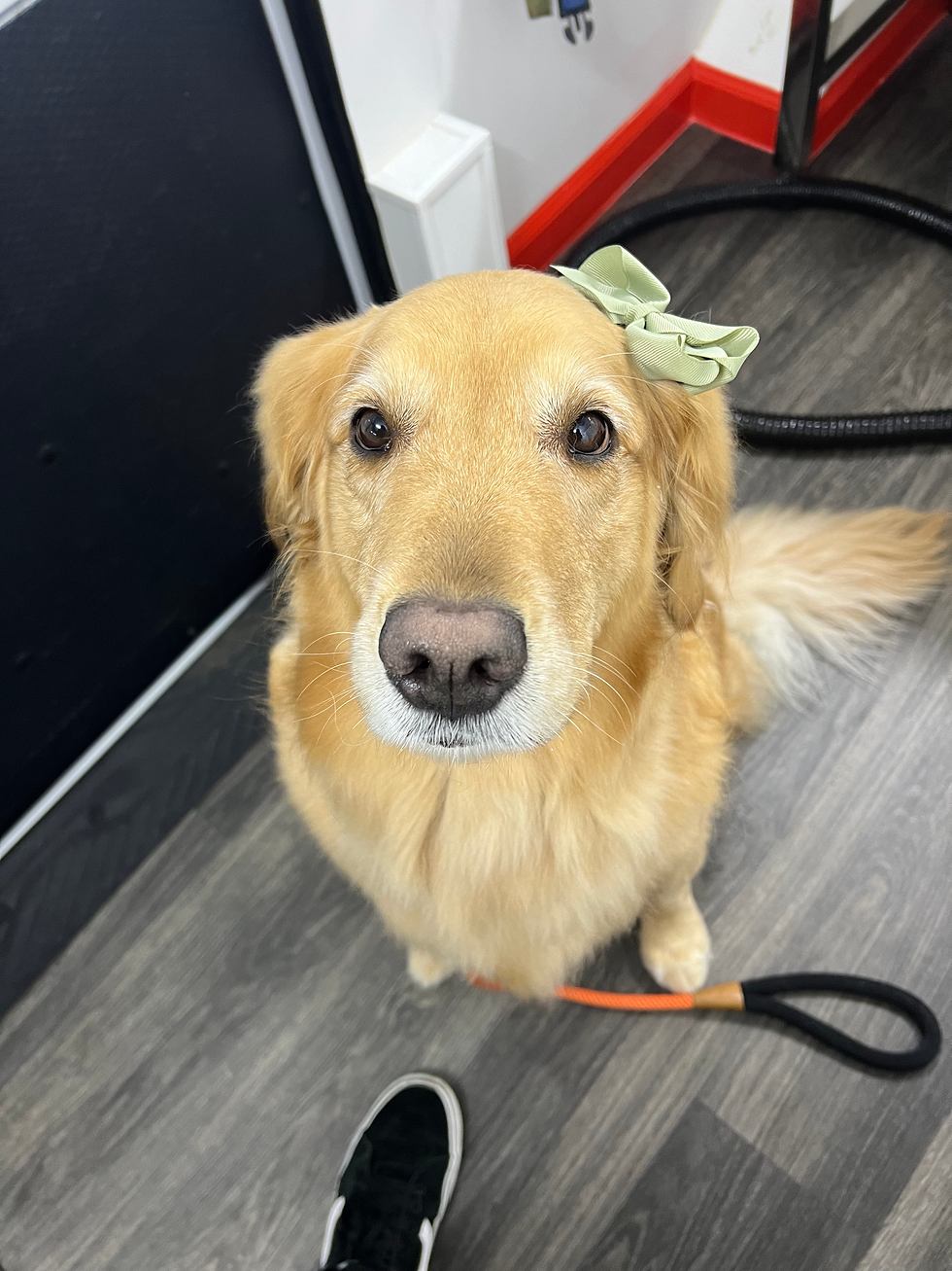 Mobile Grooming for Senior Dogs in Orlando