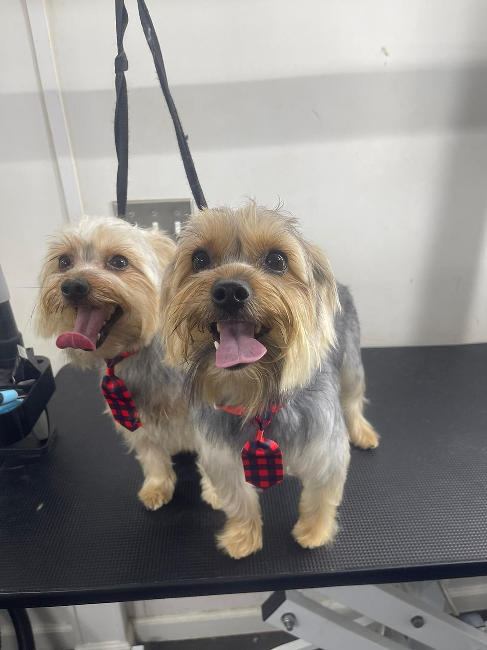 How Much Does Mobile Dog Grooming Cost in Central Florida?