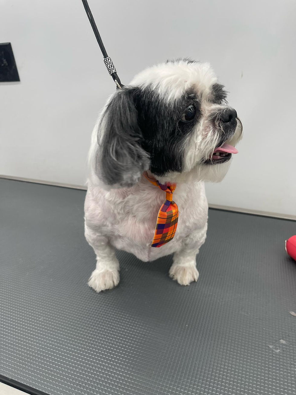 How Often Should You Groom Your Dog?
