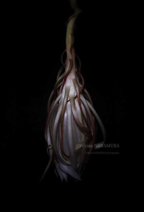花鳥風月(C)Yukina NAKAMURA