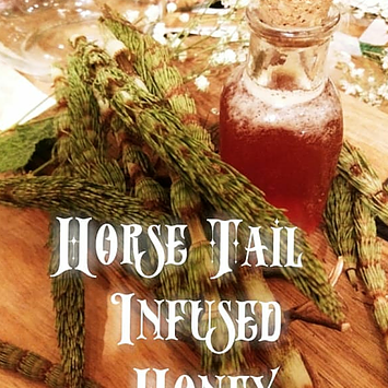 Rewilding your diet with Equisetum Telmateia/Giant Horsetail