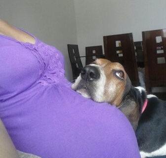 Tener o no una mascota en casa?