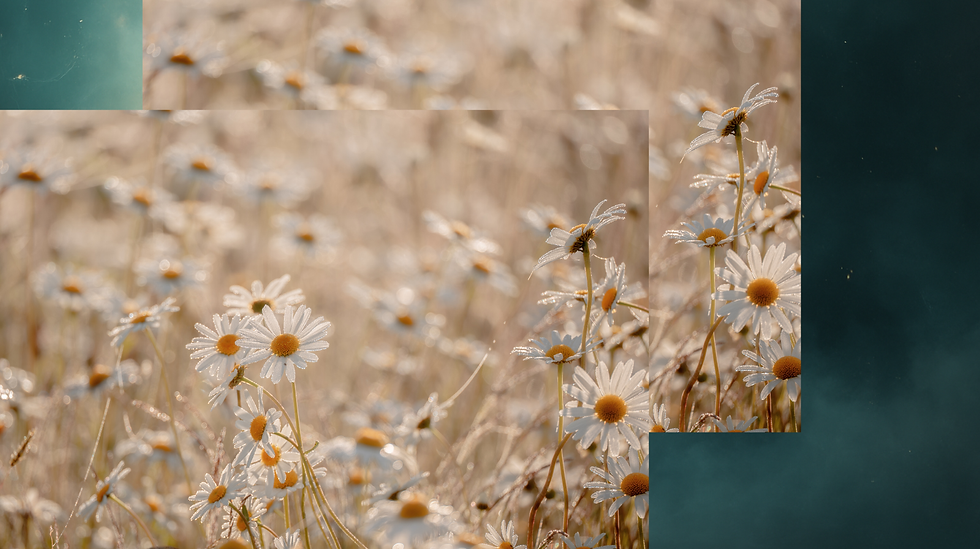 Field of daisies with dewdrops in soft sunlight, layered against a dark teal background. Peaceful and serene mood.