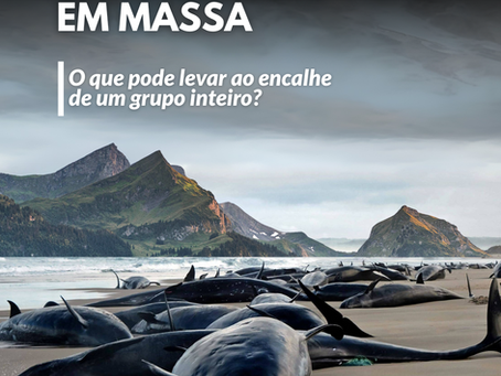 Encalhes em massa: O que pode levar ao encalhe de um grupo inteiro?