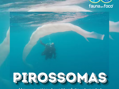 Pirossomas: um novo gigante assombra os mares.