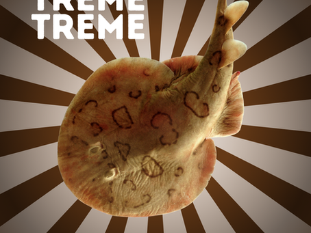 RAIA TREME-TREME | FOFINHA E CHOCANTE | Profa. Bruna Maganhe