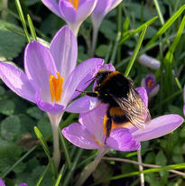 Pollinating bumblebee on crocus flowers on campus