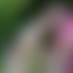 Blog 80 - Art Nouveau / Deco