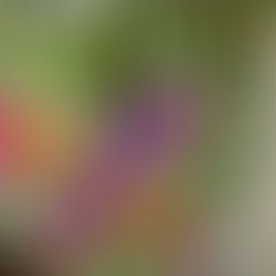 Blog 13 - Four Leaf Clover