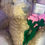 Thumbnail: Anastasia Angel Platinum Bear