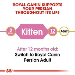 Thumbnail: Persian Kitten Dry