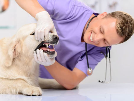 ROUTINE VET EXAMS – WHY ARE REGULAR VETERINARY CHECKUPS IMPORTANT?