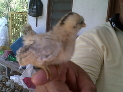 Anak Ayam Serama  Kg Jawa.
