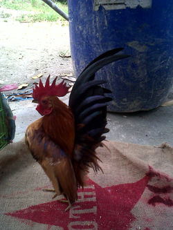 ayam serama- my Hero( serama bapa )