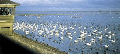 Swans at Welney Wetland Trust