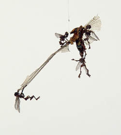 tessa_farmer_swarm_e.jpg