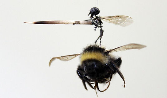 Tessa-Farmer-The-Hunt-bee-detail-ON-754x