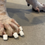 Thumbnail: K9 Nail Caps K9 Nail Rings Dr. Buzby's ToeGrips for Dogs Nail Grips by 3DCustom Prints