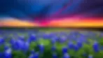 texas-bluebonnets.webp