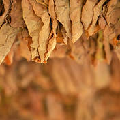 Tobacco Leaves