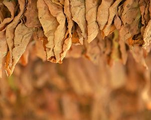 Tobacco Leaves