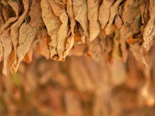 Tobacco: The System That Links Farming, Industry, Revenue, and Health