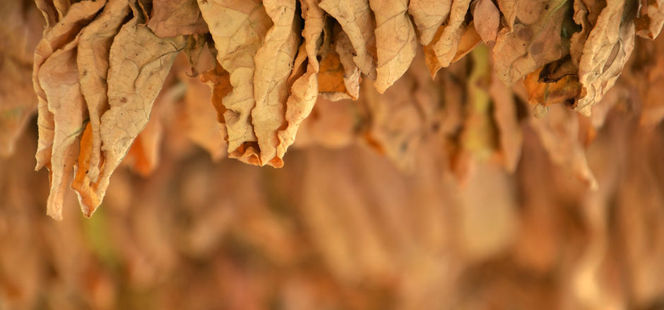 Tobacco Leaves