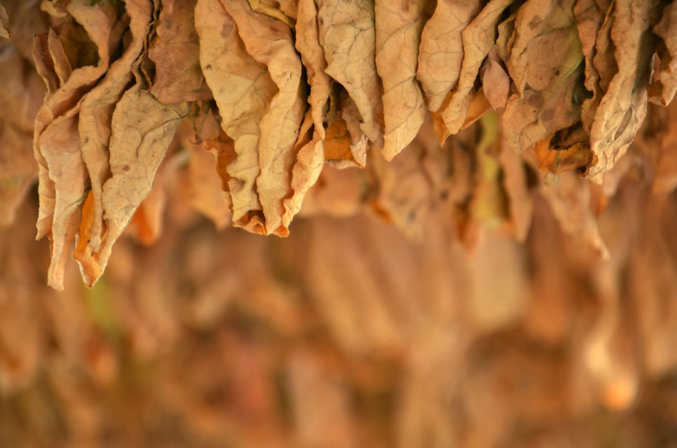 Tobacco Leaves