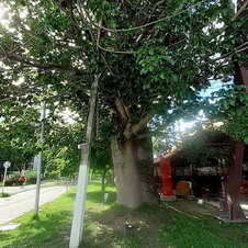 Baobá mais antigo do bairro de Jatiúca/Stella Maris, no Corredor Vera Arruda, Maceió-AL. Foto: Arísia Barros. .