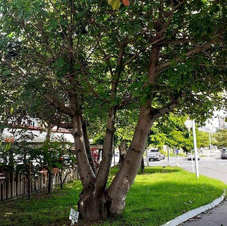 Bairro Jatiúca/Stella Maris, no Corredor Vera Arruda, Maceió-AL. Foto: Arísia Barros.