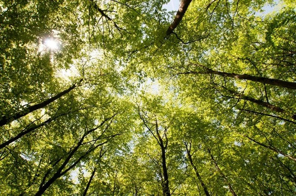 DMS technologies goes zero carbon with British Gas