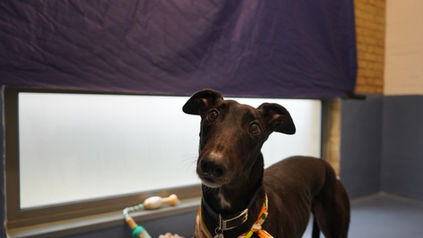 Frameset UK Donates Backdrops to Battersea Dogs Home to Provide Calm During New Year's Fireworks