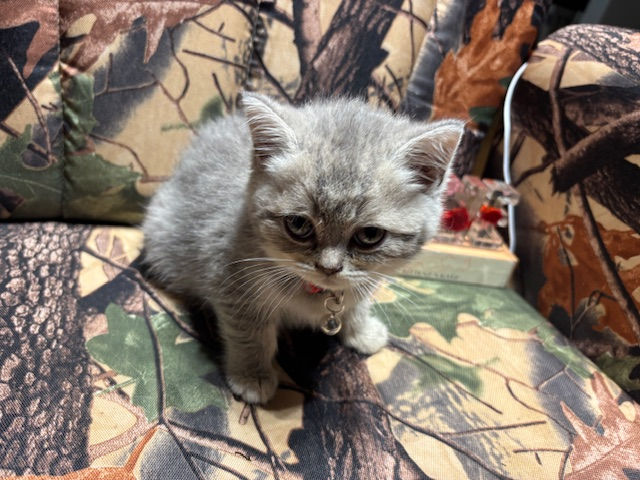 Thumbnail: River-Female Scottish Straight