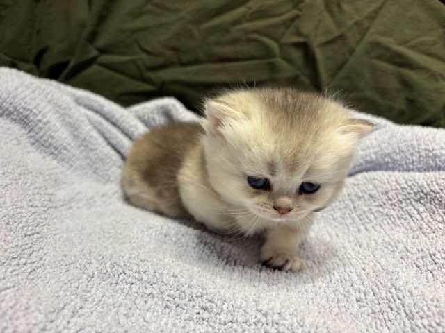 Miniature : Button-Male Munchkin $3500