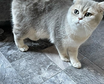 British Shorthair cat