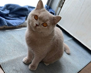 Mocha-Fawn Britishshorthair Copper yes.jpg