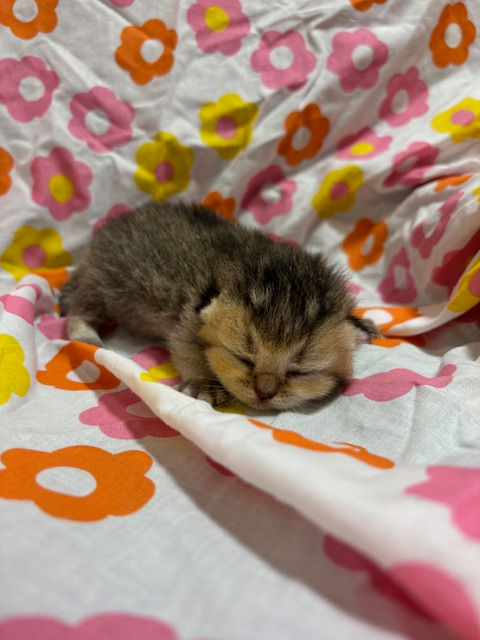 サムネイル： Olive - Female British Shorthair