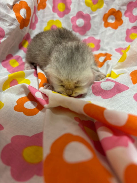 Miniatura: Posie - Female British Shorthair