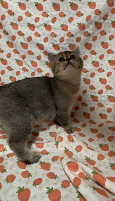 サムネイル： Olive - Female British Shorthair